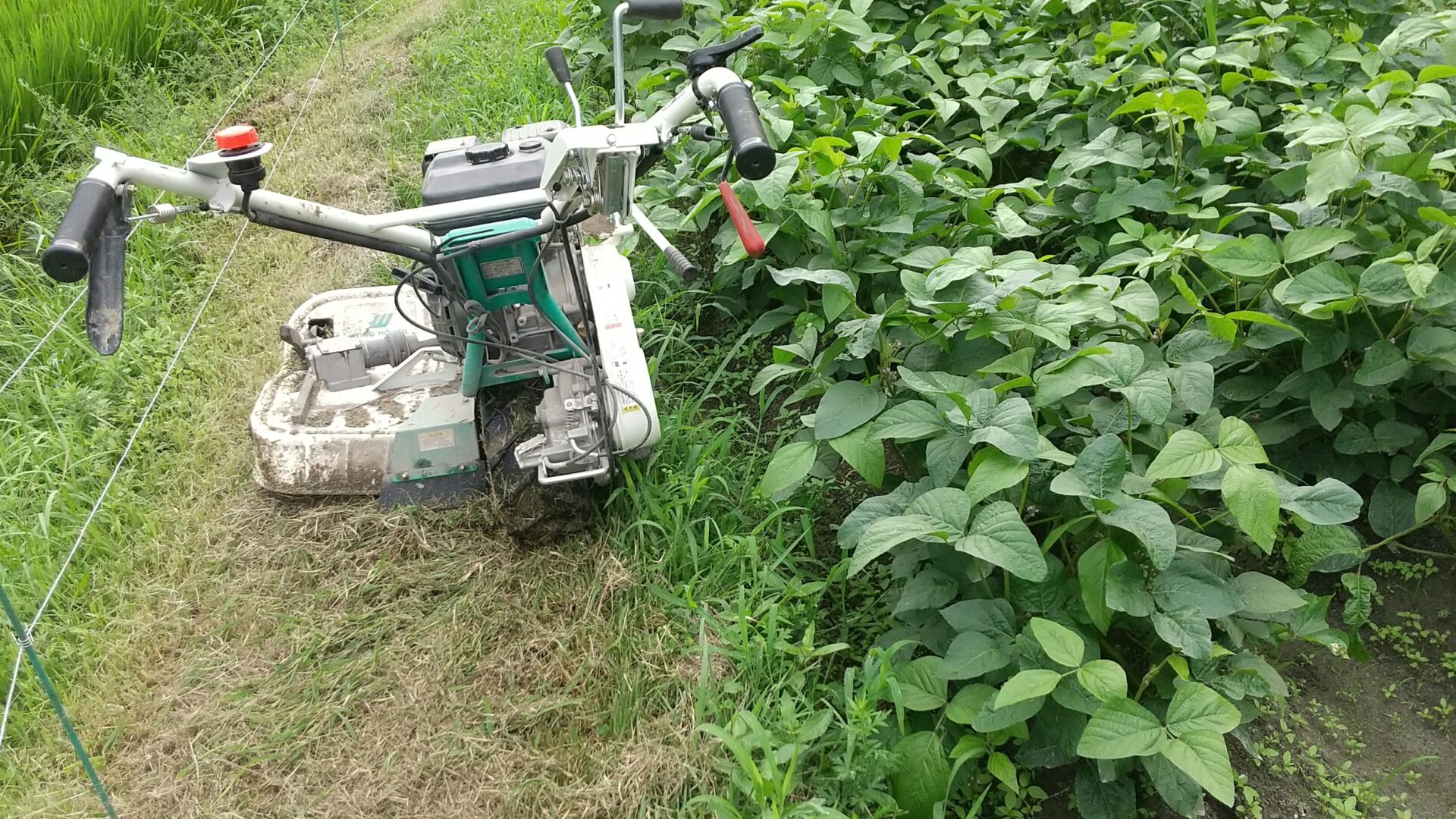 青大豆畑草刈り